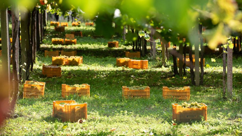 Vendimia en Rías Baixas