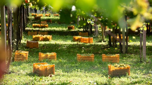 Vendimia en Rías Baixas