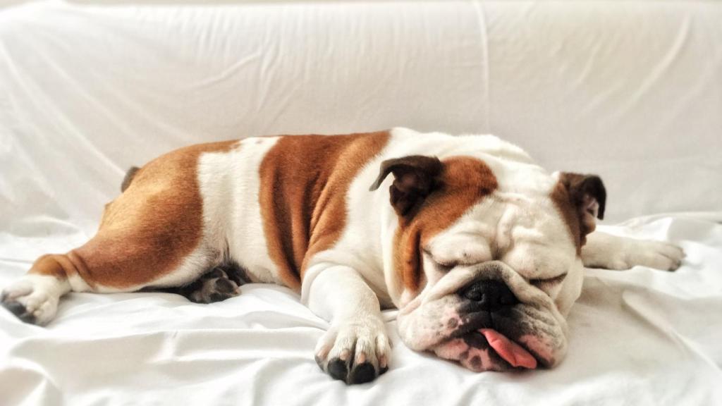 Esta es la raza de perros más tranquila de todas: es ideal para vivir en un piso