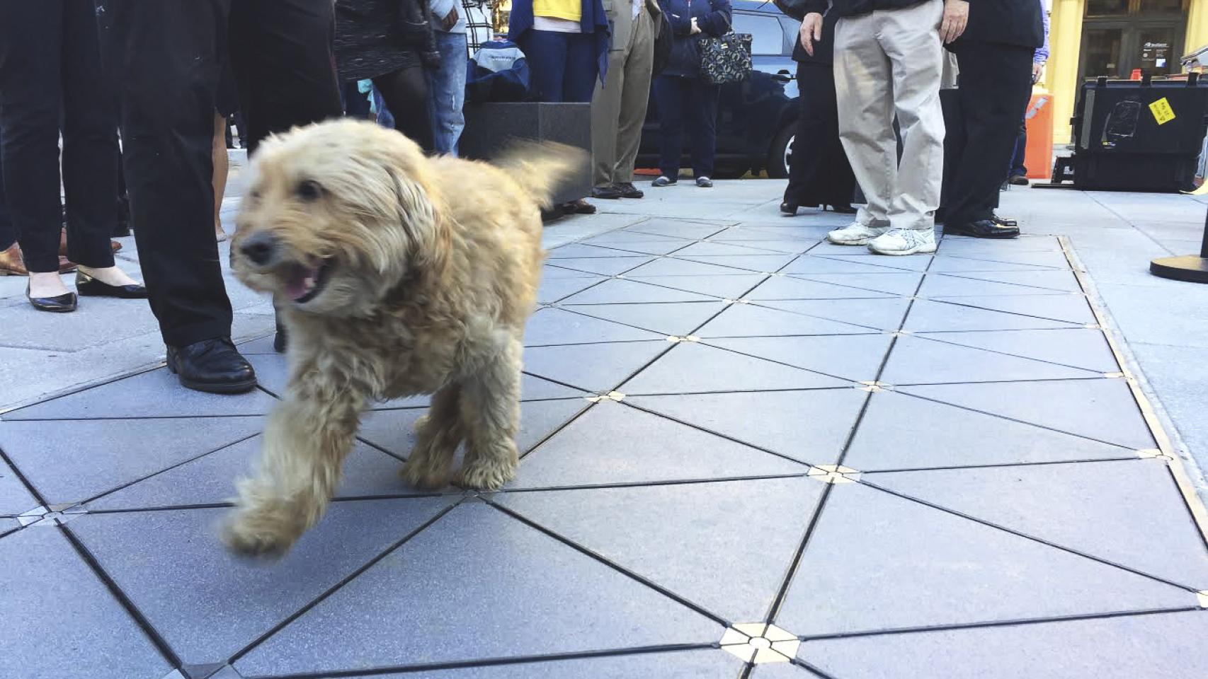 Perro pisando las baldosas inteligentes Pavegen.