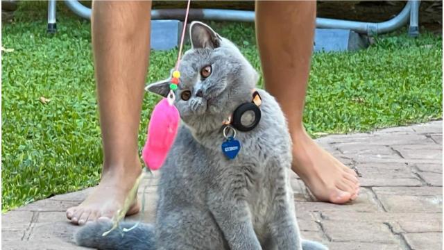 Arándano, el gato de la cantante Vega