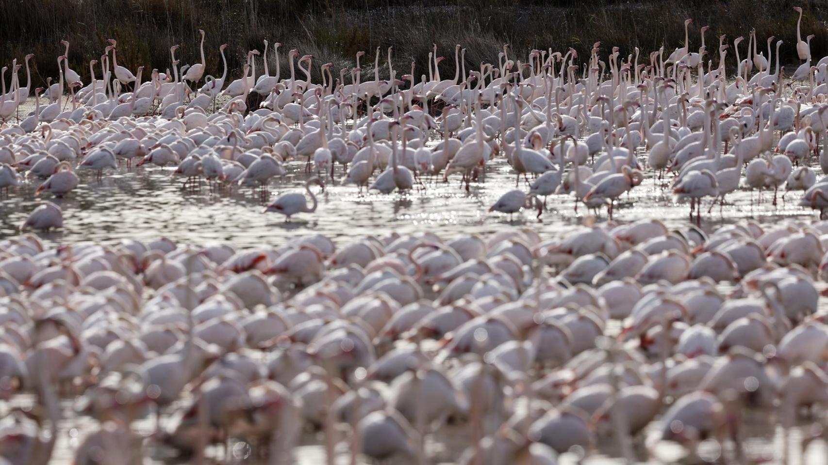 Los flamencos en la Albufera de Valencia