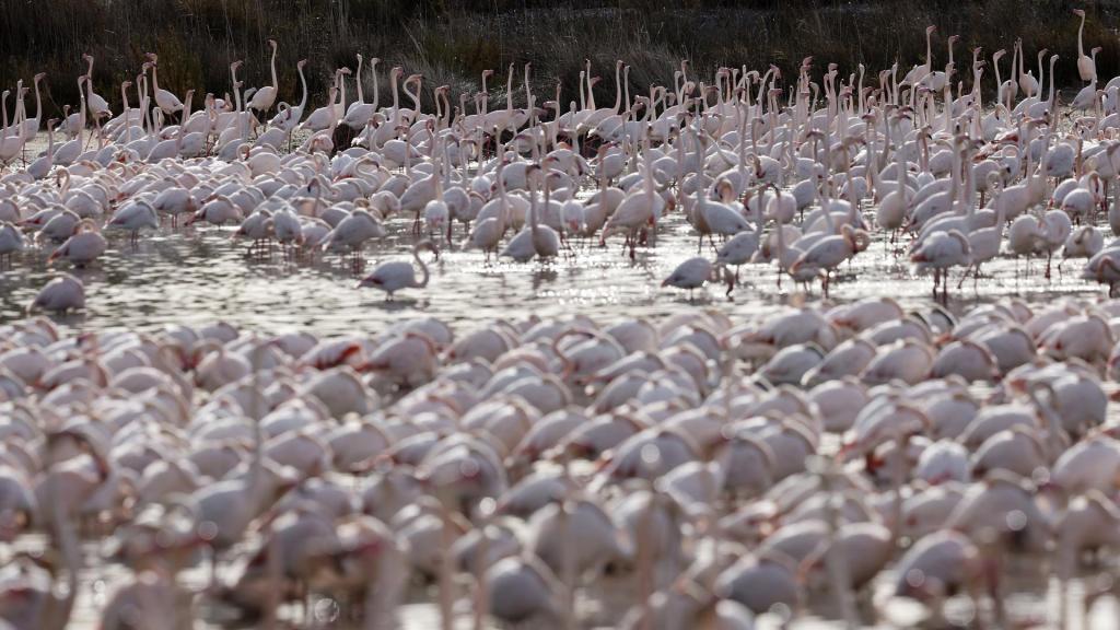 Los flamencos en la Albufera de Valencia