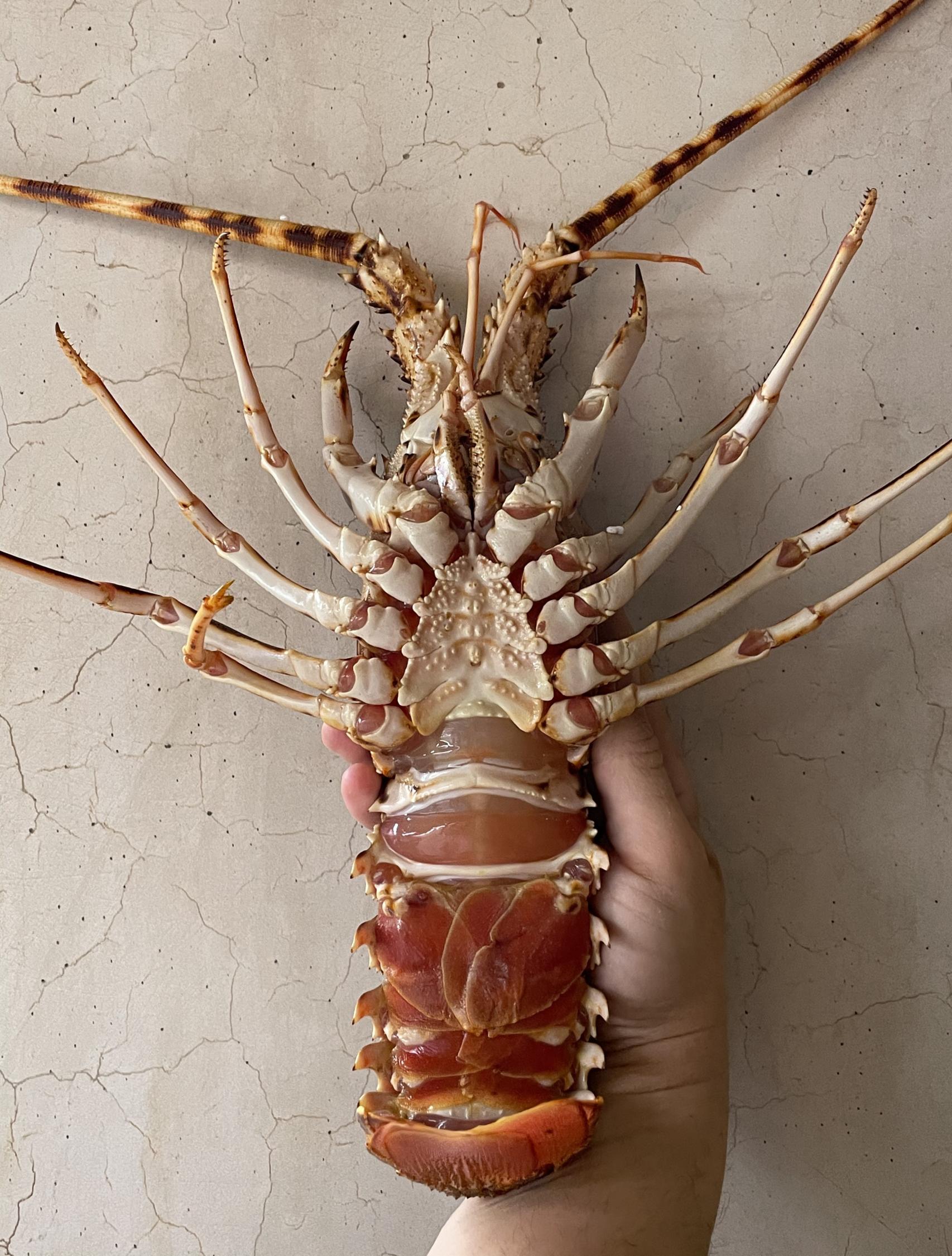 Langosta de Bueu del restaurante Coque.