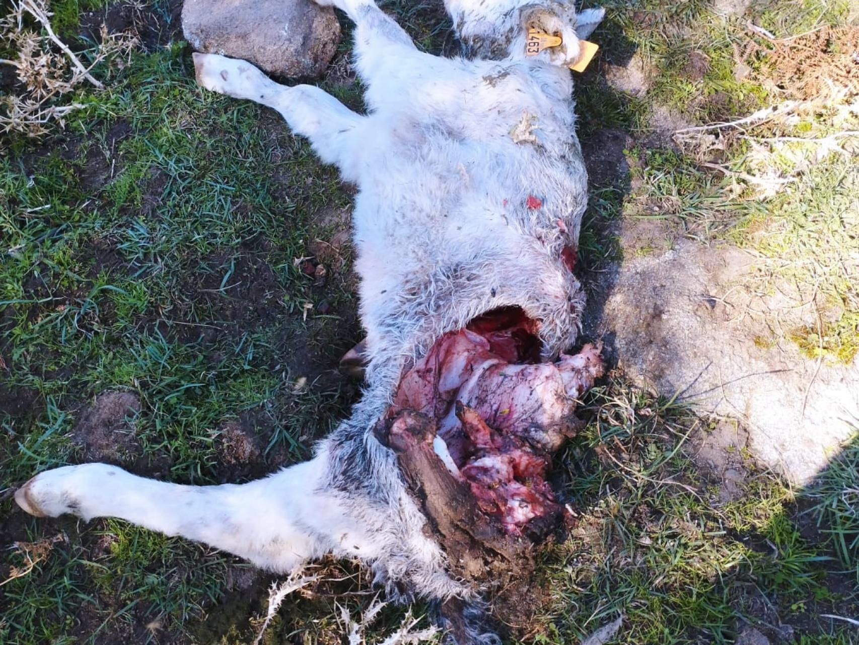 Una res muerta yace tras el ataque de un lobo en una explotación ganadera de Ávila