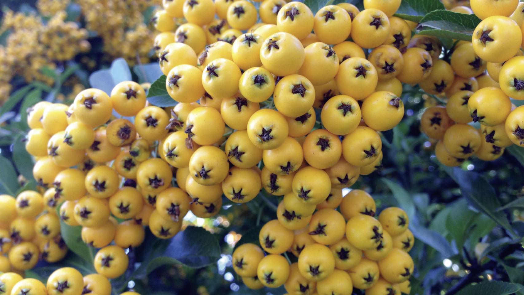 El sabor agrio es una de las características de este pequeño fruto amarillo