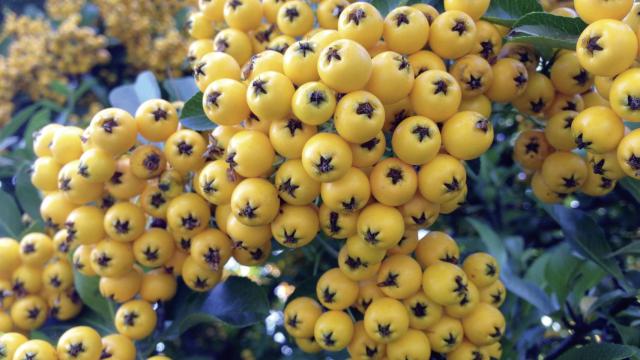 El sabor agrio es una de las características de este pequeño fruto amarillo