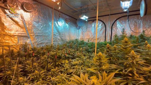 Detienen a una familia italiana con más de mil plantas de marihuana en su casa de Sigüenza