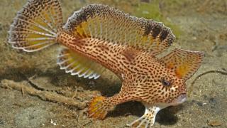 El curioso pez marino desconocido en España que volvió a la vida después de creerse extinto