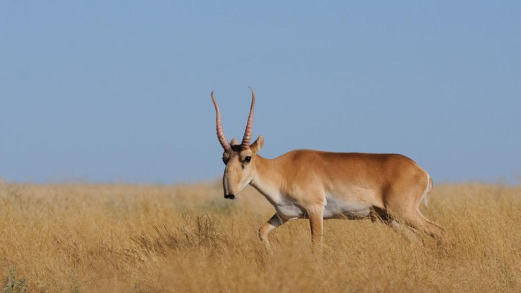 Imagen de archivo de un saiga.