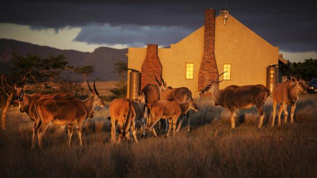 Imagen de archivo de saigas en la sabana.