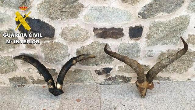 Trofeos de caza escondidos por los detenidos en la Sierra de Gredos