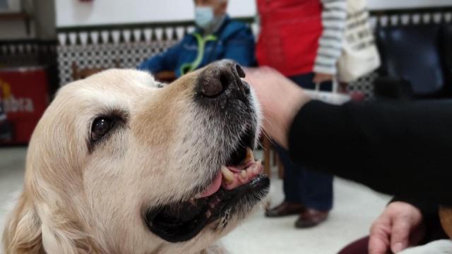 Programa de intervención asistida con perros. Cruz Roja.