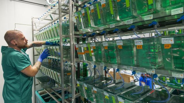 El animalario de larvas de peces cebra de ZeClinics.