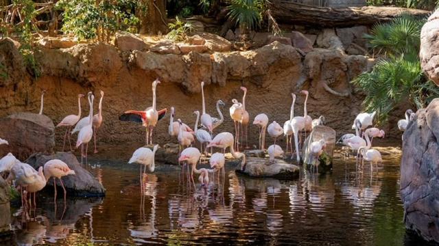 Varios flamencos en Bioparc Fuengirola.