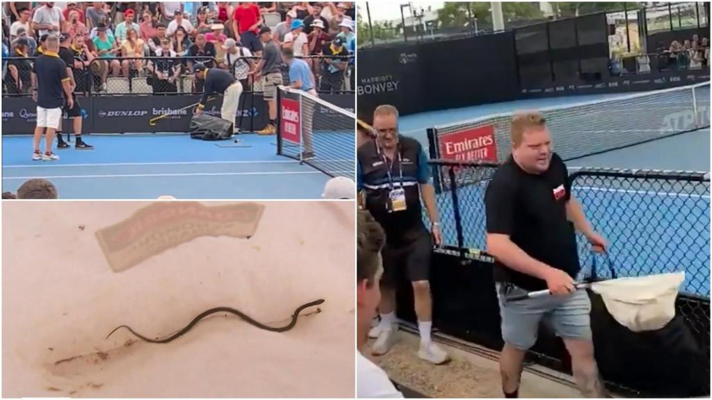 Operarios atrapan a una serpiente en el ATP 250 de Brisbane.
