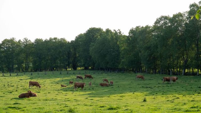 Vacas pastoreando en Friol