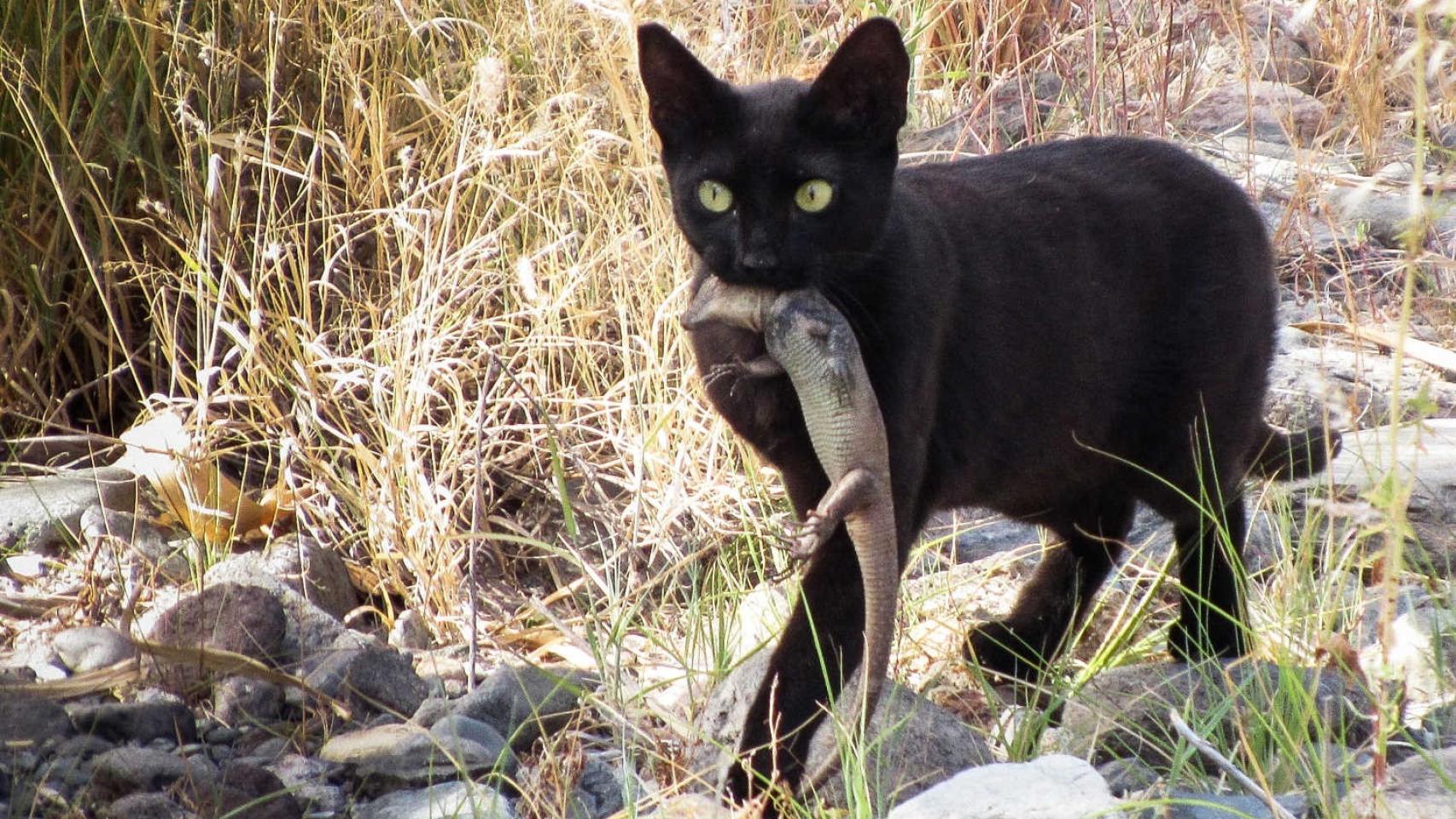 Imagen de un gato asilvestrado con un lagarto gigante en la boca en Gran Canaria.