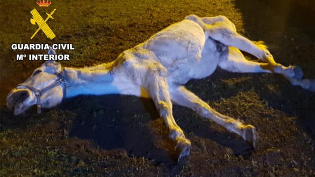 Caballo agonizando encontrado por la Guardia Civil en Burgos
