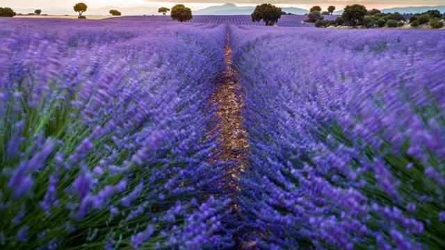 Los castellano-manchegos reciben más de 460 millones de euros de la PAC