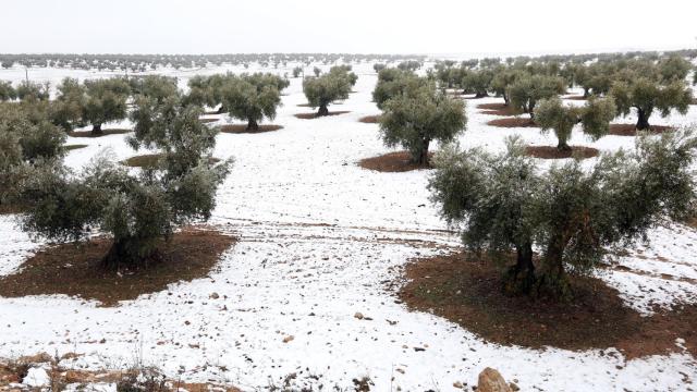 Un olivar nevado.