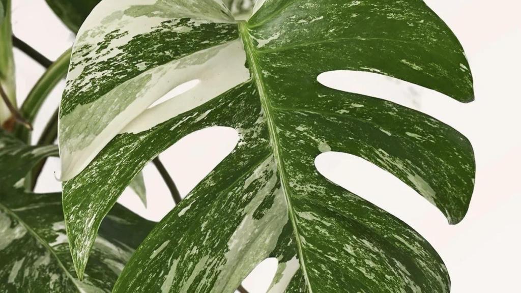 La variedad 'Monstera deliciosa' es una de las más adecuadas para Galicia.