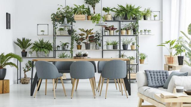 Un salón decorado con plantas de interior.