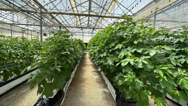 Cultivo del algodón sin suelo de la startup Magtech.