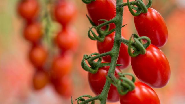 el-secreto-lobello-tomates-cherry