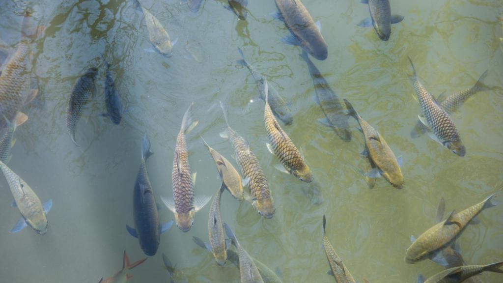 Este pez invasor y devorador de madera es uno de los que más dañan los ecosistemas acuáticos en el mundo