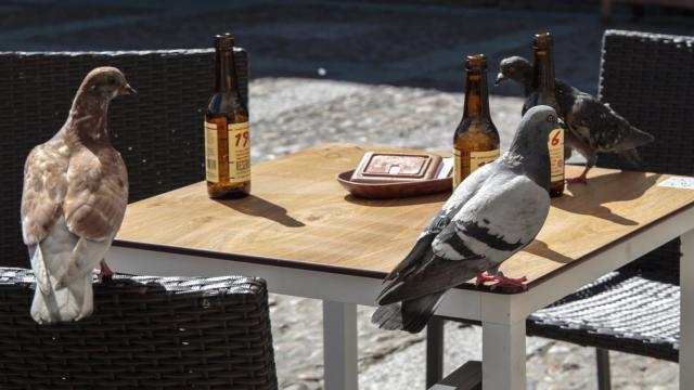 Palomas en la mesa de una terraza