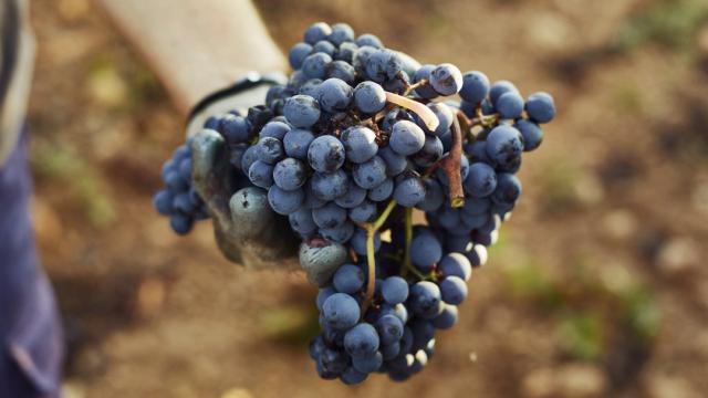 El condimento rico en antioxidantes que combate el colesterol.