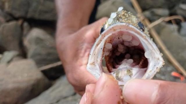 La imagen de Sri Lanka que las Juventudes del PSOE intentan vincular con el vertido de 'pellets' en Galicia.