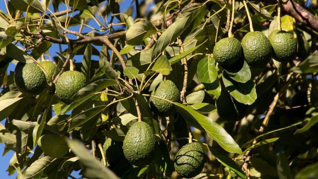 Aguacates.