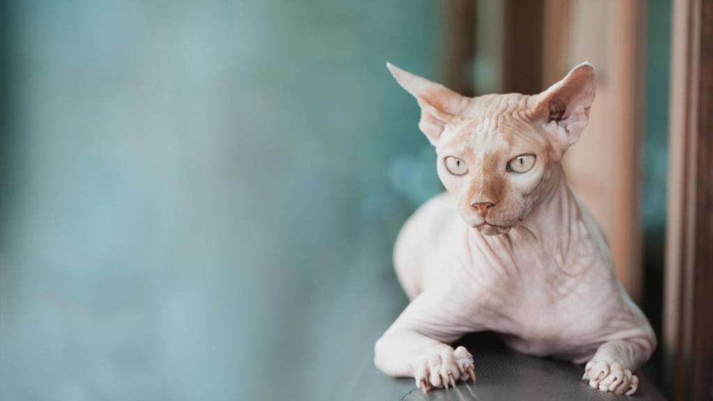 Gato Sphynx.