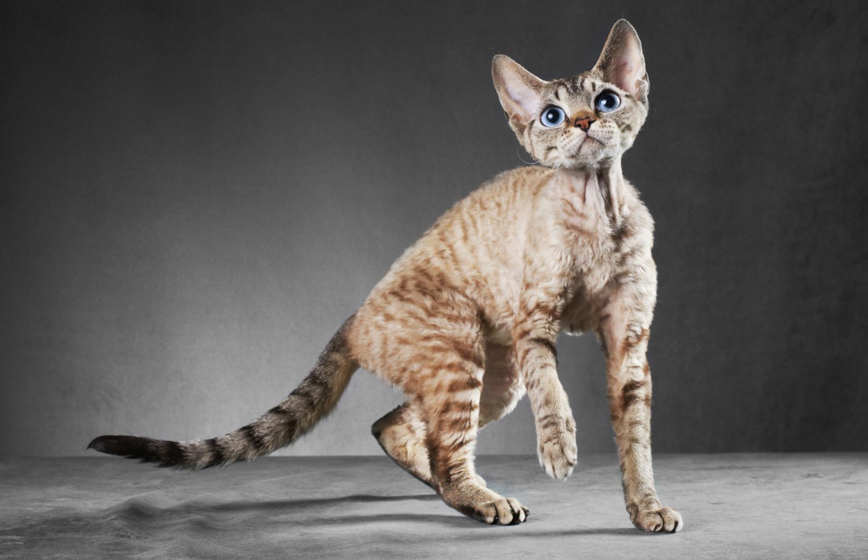 Gato Cornish Rex.