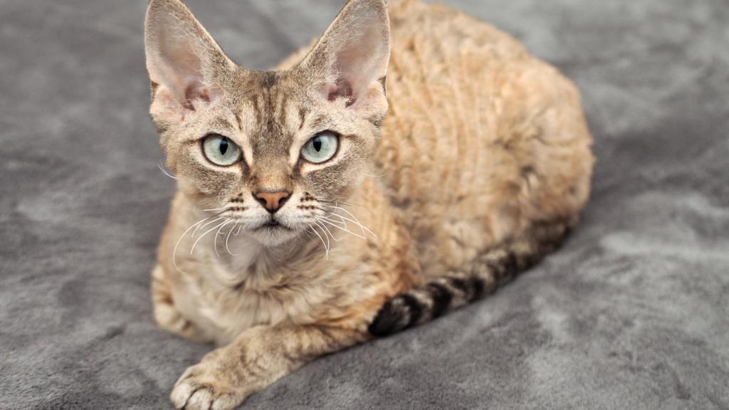 Gato Devon Rex.