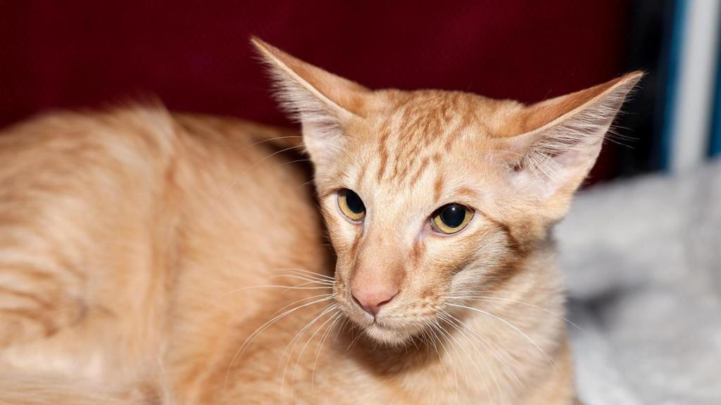 Gato Javanés.