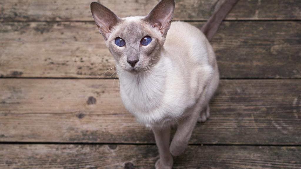 Gato oriental de pelo corto.
