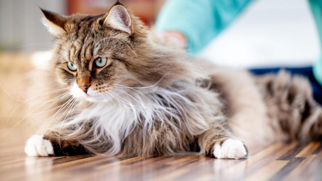 Gato Siberiano.