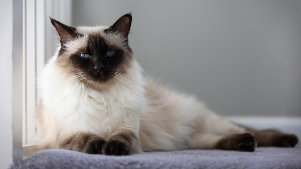 Gato Balinés.