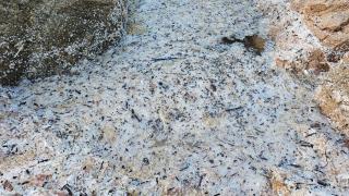 'Pellets' en la playa