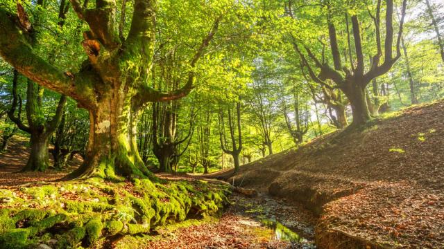 Bosque de hayas de Otzarreta en Parque Nacional de Gorbea (iStock).