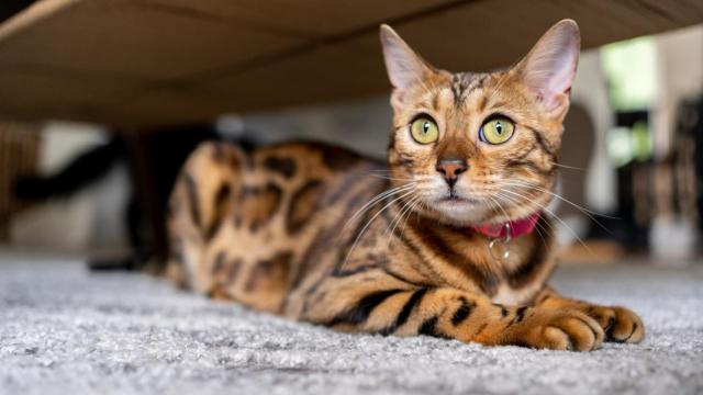 Imagen de gato Bengala.