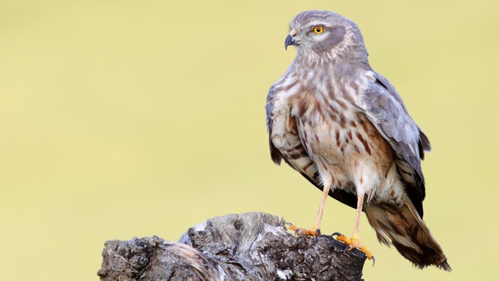 Ejemplar de aguilucho cenizo.