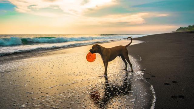 Nuestros peludos disfrutan mucho de los paseos por la playa.