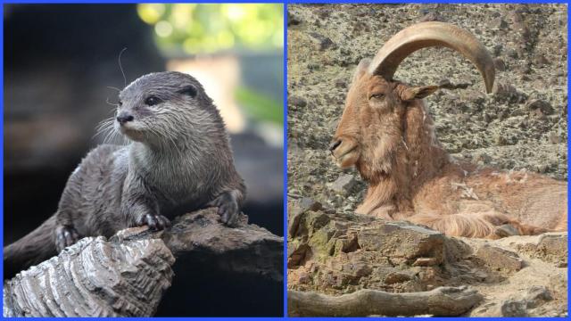 Una nutria y un arruí en imagen de archivo.