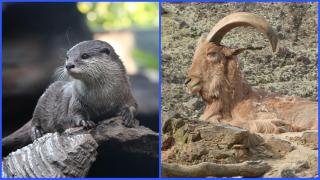 Una nutria y un arruí en imagen de archivo.