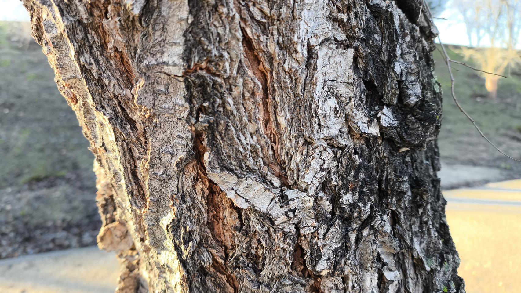 Fotografías tomadas con el POCO X6 Pro