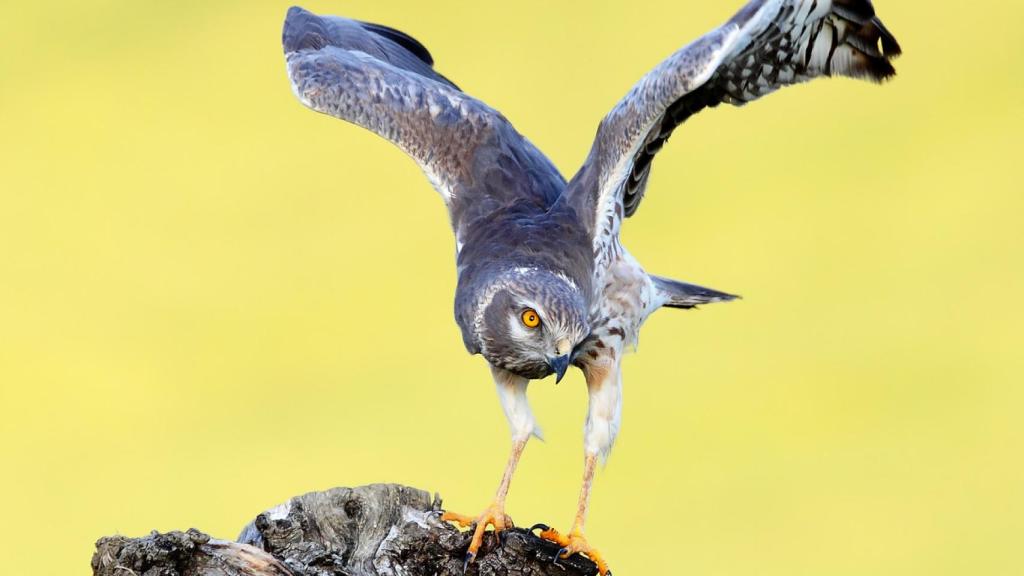 La fascinante ave fundamental para los cultivos españoles que podría desaparecer por el hombre